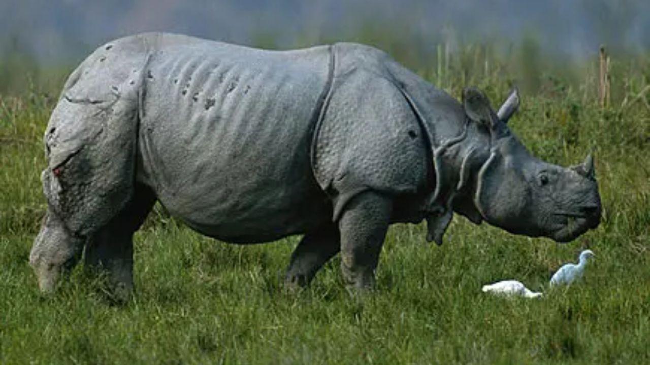 Rescued flood-hit rhinos begin journey back to wild in Kaziranga National Park